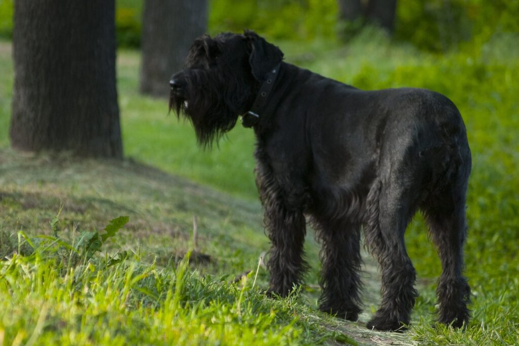 black dog in woods