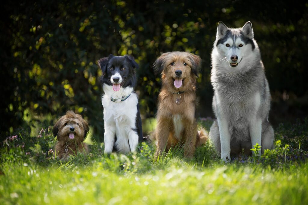 four different dogs sitting in the grass in a line