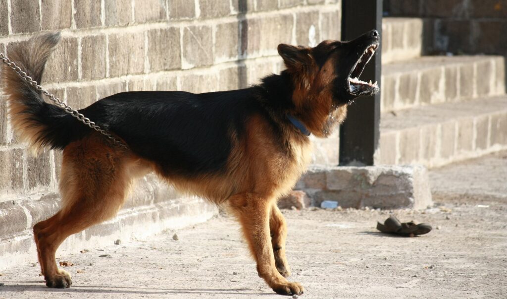 dog standing with tail high and barking