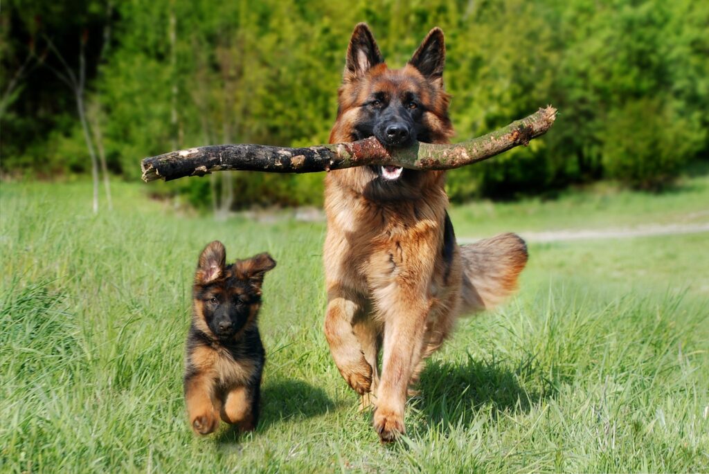 a big dog with a branch in its mouth runs in a field with a little puppy