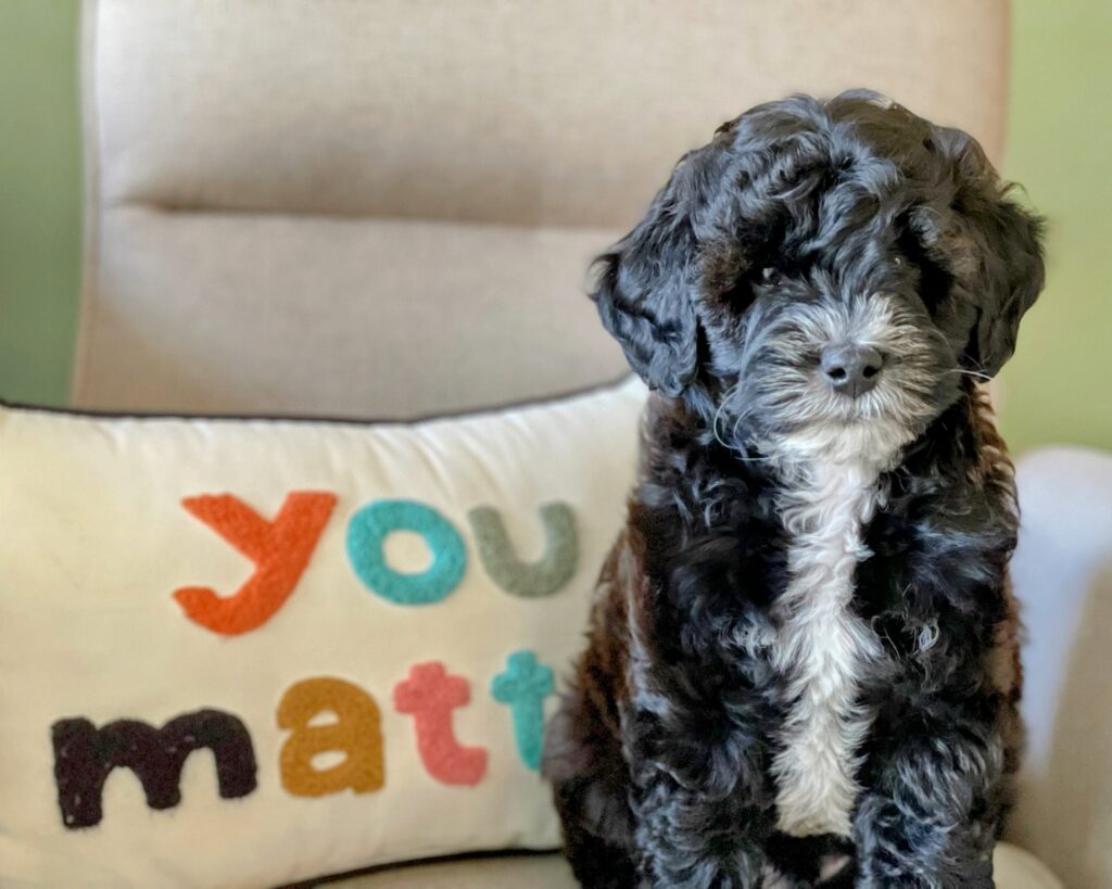 small dog sitting next to a pillow that says "You matter"