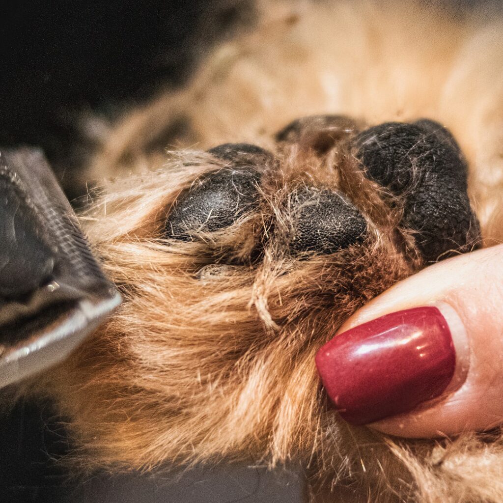 dog paw being trimmed with hair trimmers