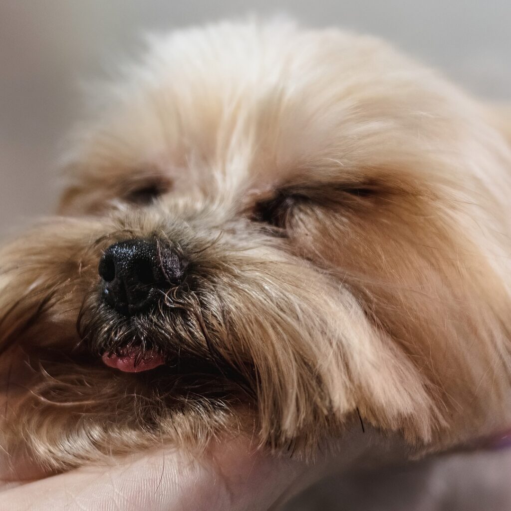 a person's hand is under a dog's chin with a close up of the dog's face