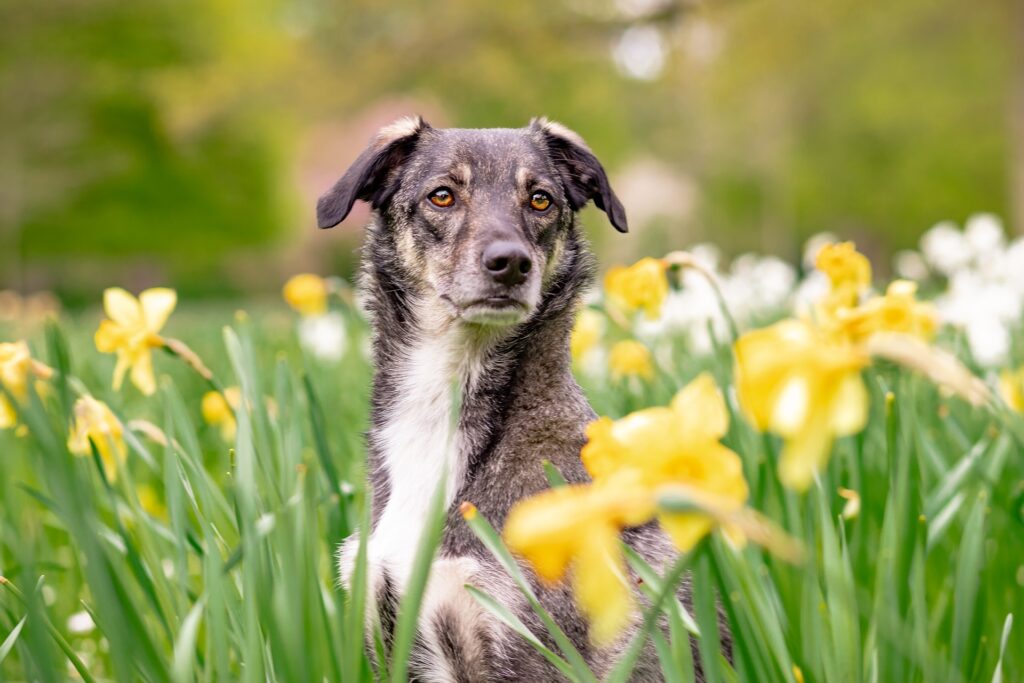dog looking sitting in a field of flowers