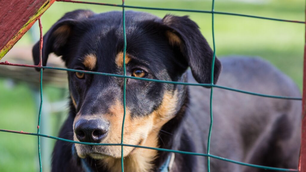 dog looks through a wire grate in a fence