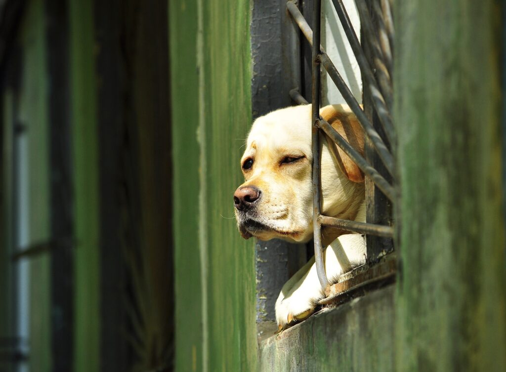 dog looks out a window