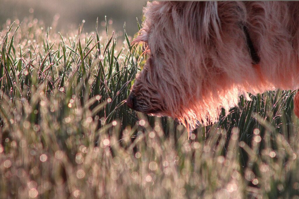 Dog smells in grass