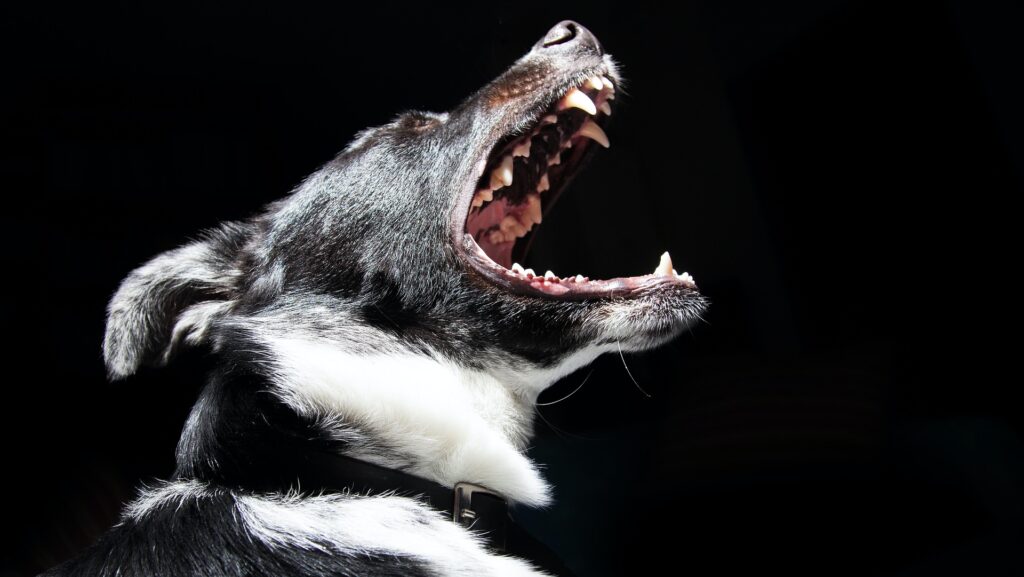 dog with mouth open wide and showing all teeth