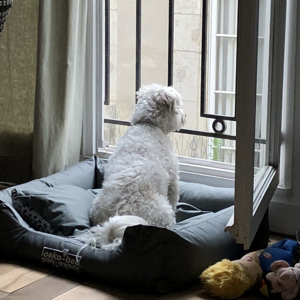 Dog looks out a window from inside while on a dog bed