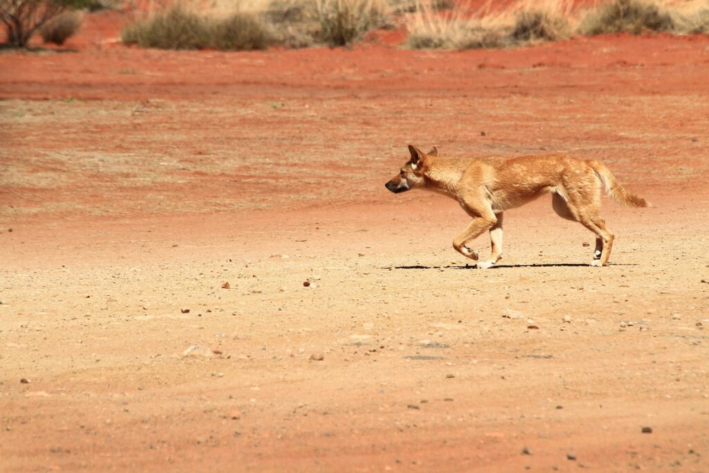 Wild Dingo on the prowl