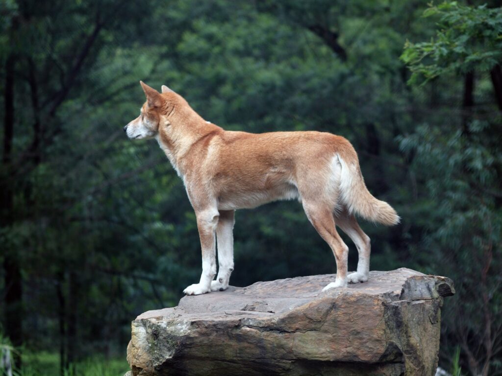 Dingo standing on a rock in the forest