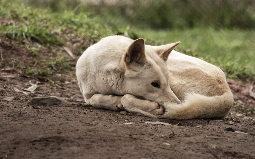 Wild Dingo curled up on the ground